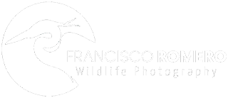 FRANCISCO ROMERO - Wild Photography