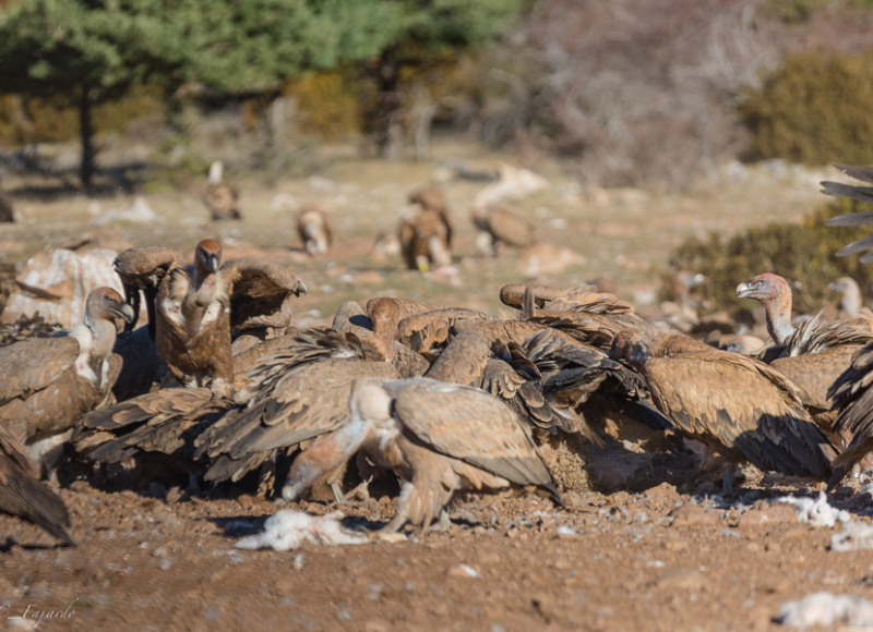 Buitres Boumort
