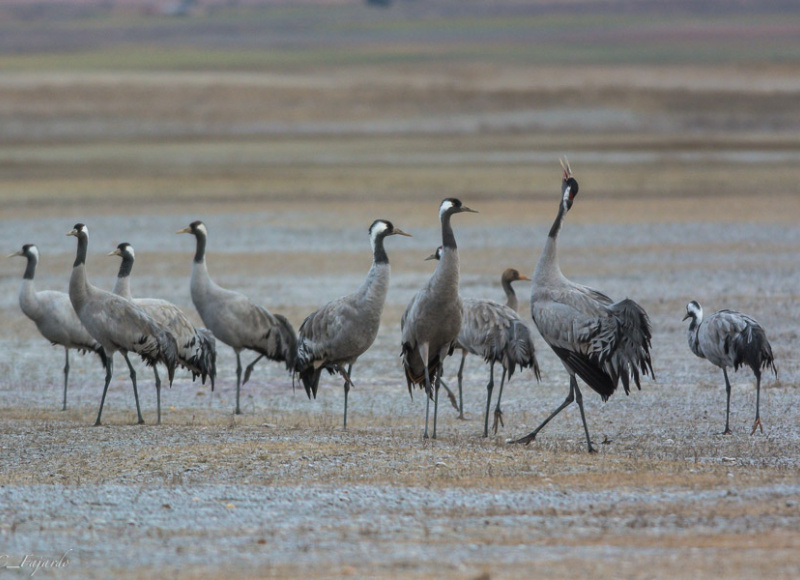 Grullas en Gallocanta