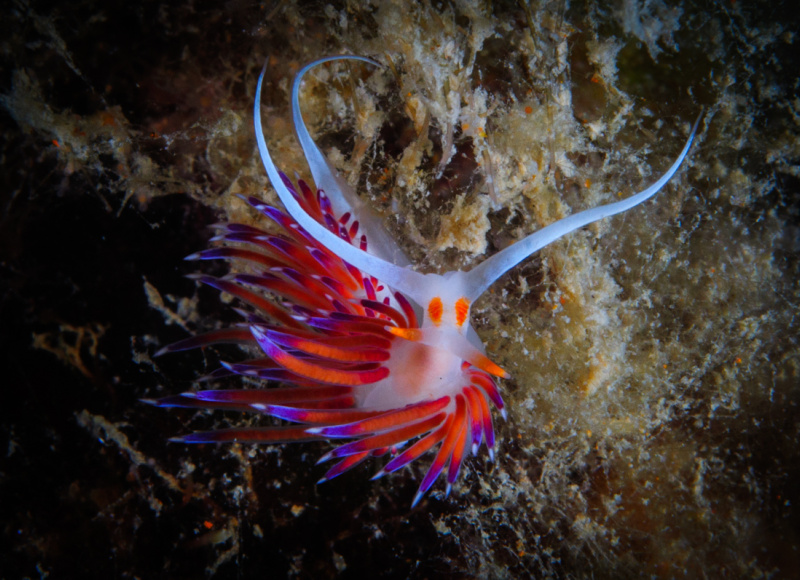 buceo